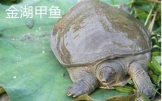 江蘇省金湖縣的特產(chǎn)，白馬湖大閘蟹遠(yuǎn)銷四方