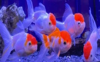 蘭壽魚的養(yǎng)殖方法，要定期換水