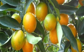 金桔的栽培種植技術(shù)，栽種金桔需要肥沃松軟的土壤