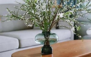 干枝雪柳要不要噴水，在生長(zhǎng)期間需經(jīng)常用噴壺往葉面噴水