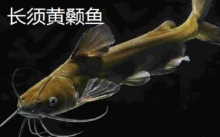 黃骨魚是什么魚，是底棲性魚類