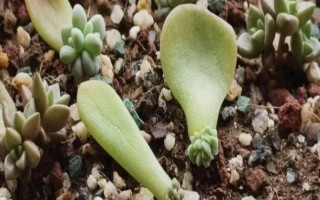 多肉葉片的扦插方法，要從生長健壯、無病蟲害的母株上選取葉片