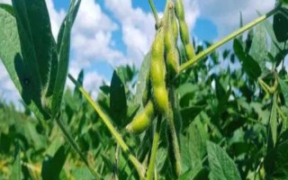 正綠毛豆1號大豆種子介紹，生育期間及時(shí)鏟趟