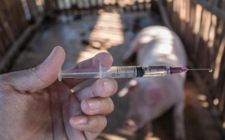 母豬低溫適合打什么針，腎上腺素、樟腦磺酸鈉均可使用
