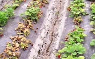 草莓種子如何種植，開花與漿果生長初期要分別灌水1次
