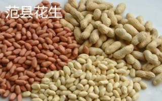 河南省范縣的特產(chǎn)，范縣大包子深受食客喜愛
