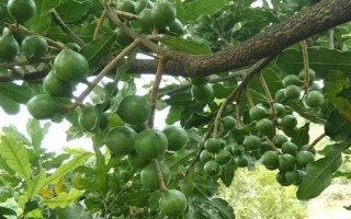 怎么栽培夏威夷果，干旱時堅持每天澆水1-2次