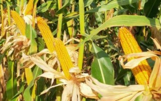 河農(nóng)青貯256玉米種子特征特性，高抗禾谷鐮孢莖腐病