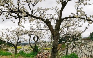 李子樹苗的品種推薦，脆紅李和胭脂李市場(chǎng)認(rèn)可度高