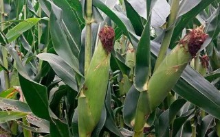 農(nóng)藝1號(hào)玉米種子介紹，中抗玉米螟