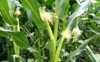 陜單609玉米種子簡(jiǎn)介，中抗莖腐病