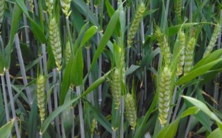 寧春65號(hào)小麥種子簡(jiǎn)介，生育期103天