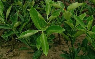 金桔的栽培種植技術(shù)，栽種金桔需要肥沃松軟的土壤