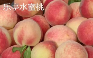 河北樂(lè)亭縣的特產(chǎn)，樂(lè)亭甜瓜種植歷史悠久