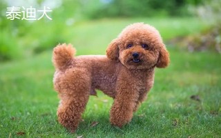 有哪些短毛大型犬，包括大丹犬、杜賓犬、羅威納犬等品種