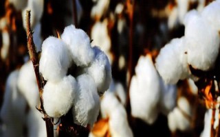 創(chuàng)新棉1號棉花品種簡介，生育期121-130天
