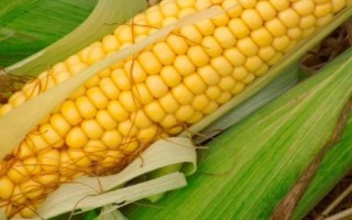 璟瑞866玉米種子特征特性，本品種活桿成熟