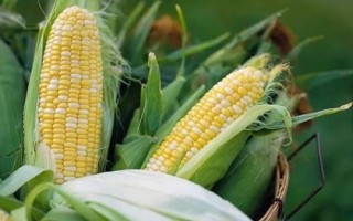 中墾玉21玉米品種簡介，4月下旬至5月上旬播種