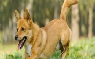 狗狗咳血怎么急救，先讓它靜臥休息再送到醫(yī)院診治