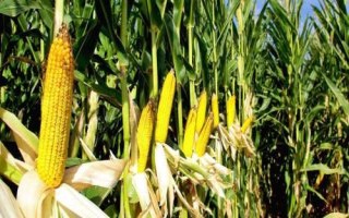 銀玉439玉米種子介紹，每畝適宜種植密度5500株