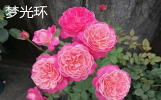 花開的多又抗病的月季品種有哪些，黃從容和夢(mèng)光環(huán)選的較多