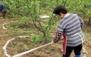 生物鉀肥的施用方法，要優(yōu)先施用于喜鉀作物上