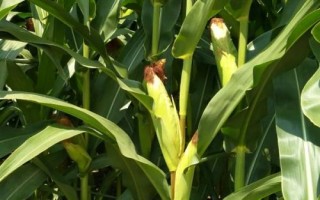 云合9號玉米種子特點(diǎn)，每畝用15公斤尿素