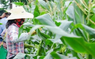 登海3792玉米種子簡介，足墑播種