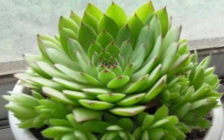 觀音蓮側(cè)芽的種植方法，截取后晾干并涂抹生根粉、再固定至土壤中