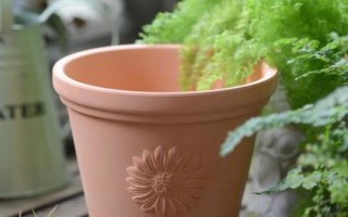 芋頭盆栽種植方法，選擇透氣性好的花盆
