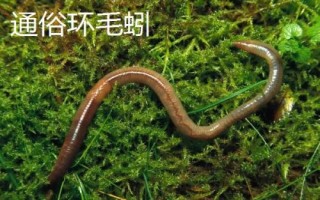 手碰到蚯蚓會(huì)不會(huì)感染寄生蟲，一般不會(huì)