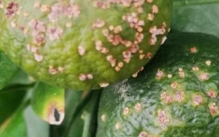 柑橘煤污病的發(fā)病特點(diǎn)，在葉片、枝梢及果實(shí)的表面有黑色的煤污斑