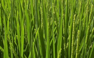浙大粉彩禾水稻品種的特性，該品種屬常規(guī)秈稻