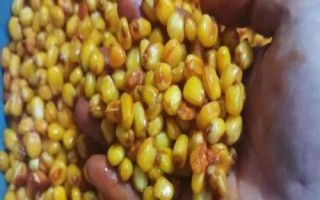 玉米曬干后能否用來打窩釣魚，可以垂釣但效果不如嫩玉米
