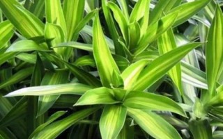 百合竹葉子發(fā)黃掉落的原因和解決方法，可能是環(huán)境改變或澆水不合理等