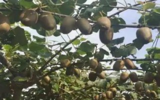 獼猴桃各個(gè)階段管理要點(diǎn)，不同階段的管理要點(diǎn)不同