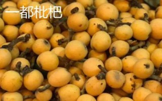 福建省福州市的水果特產(chǎn)有哪些，包括青山龍眼、一都枇杷、福州橄欖等種類
