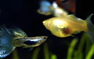 魚是哪種生殖方式，屬于有性生殖