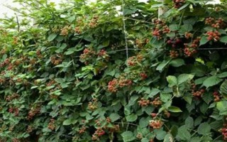 樹莓樹長什么樣子，為直立灌木且葉柄較長