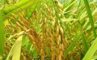 云兩優(yōu)609水稻品種的特性，該品種屬中秈遲熟兩系雜交水稻