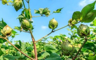 棉花有效開花期介紹，是指棉花可以開花成鈴、形成經(jīng)濟(jì)產(chǎn)量的那一天
