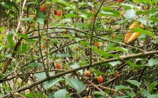 十種有前景的作物，種植樹莓可連續(xù)多年掛果