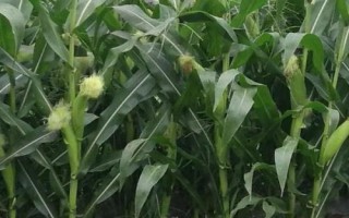 石玉12號玉米種子介紹，適宜播期6月10日～20日