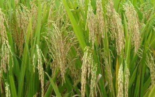 吉農(nóng)大304水稻品種簡介，中晚熟品種