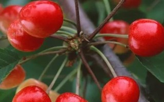 櫻桃樹如何修剪，可選擇在每年春季萌芽前進(jìn)行