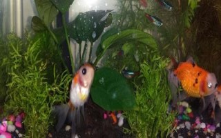 魚缸的魚天氣冷會(huì)凍死嗎，根據(jù)所養(yǎng)魚種決定
