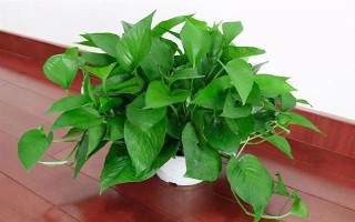 綠蘿葉子發(fā)黑怎么辦，光線強的時候需要適當(dāng)遮陰