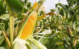 天泰14玉米種子特征特性，接種鑒定高抗矮花葉病