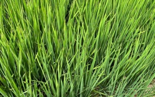 Y兩優(yōu)6號水稻種子特征特性，秈型兩系雜交水稻品種