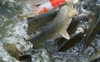 1.2號子線能釣幾斤的魚，3斤至4斤的魚適合釣